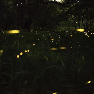 Fireflies Tlaxcala